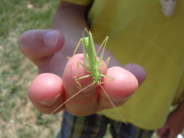 Oak Bush-Cricket
