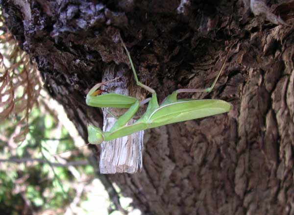 Praying Mantid