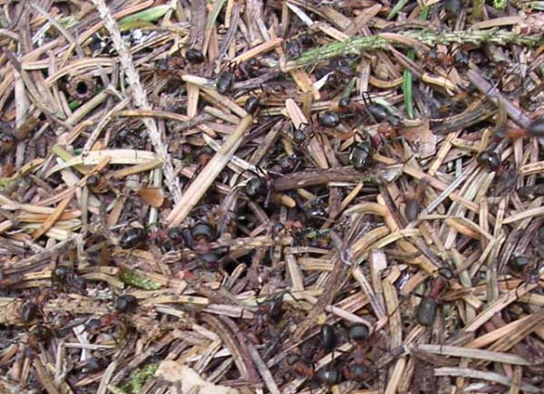 Wood Ants