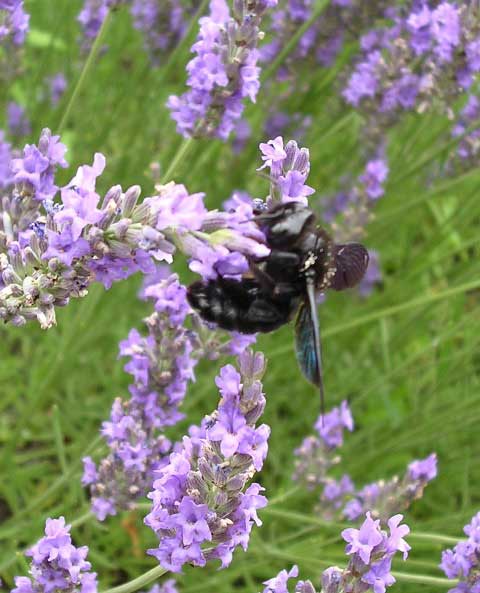 Carpenter Bee
