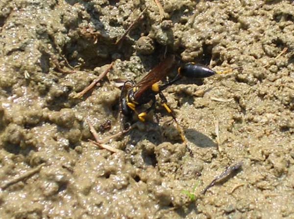 Thread-waisted wasp