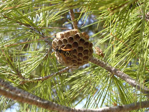 wasp's nest