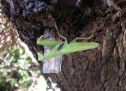 Praying Mantid