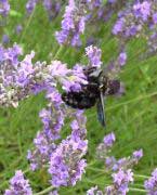 Carpenter Bee