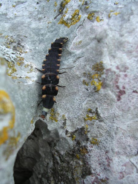 Glow worm