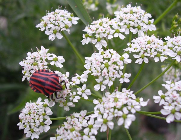Jester bug