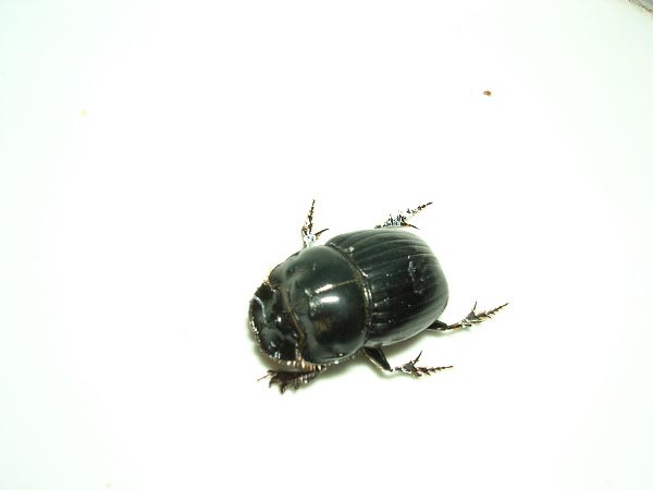 Dung beetle?