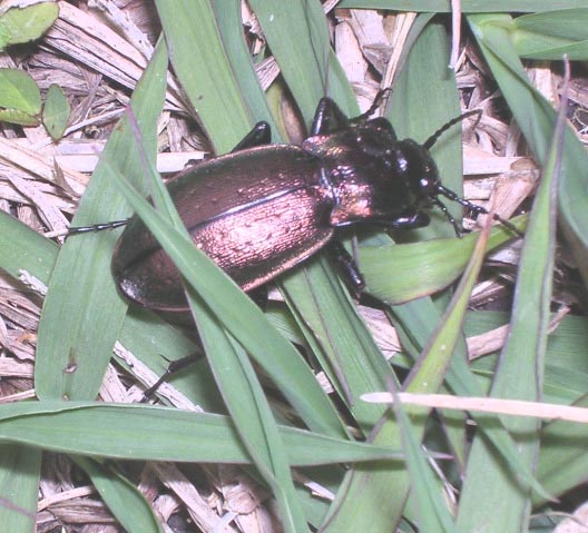'Copper beetle'