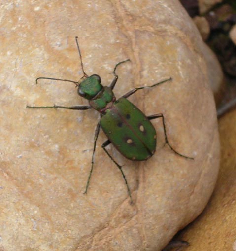 Green tiger beetle