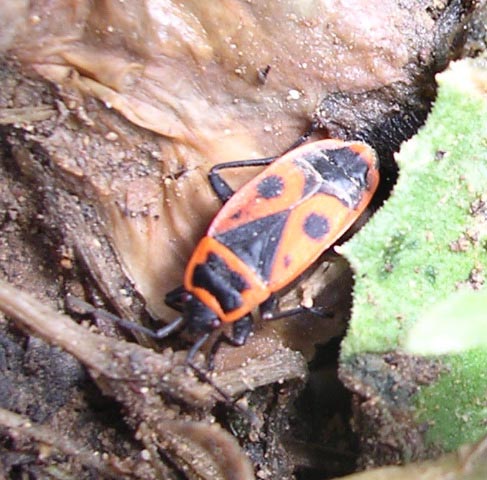 Fire beetle
