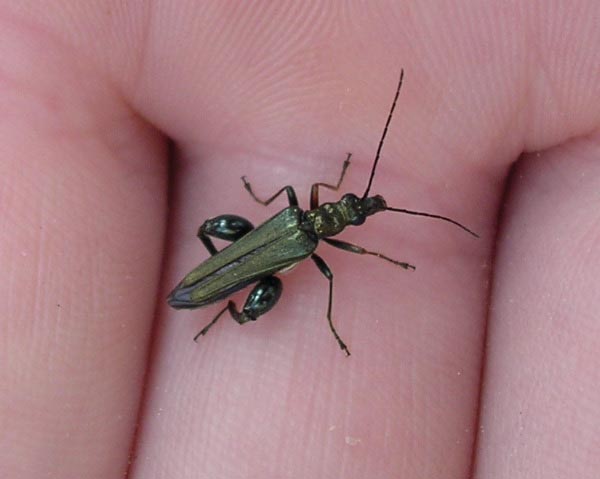 'muscle leg beetle'
