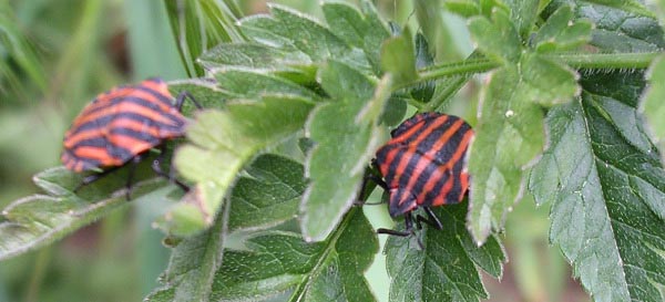 Jester bugs