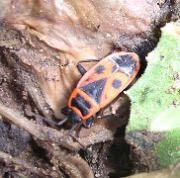 Fire beetle
