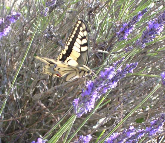 Swallowtail