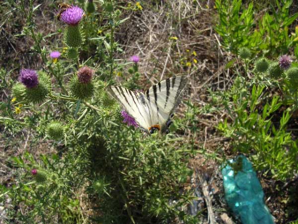 Scarce Swallowtail