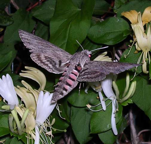 Privet hawkmoth