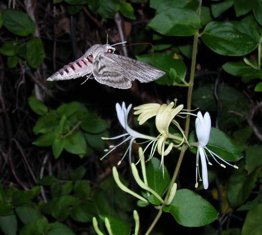 Privet Hawkmoth