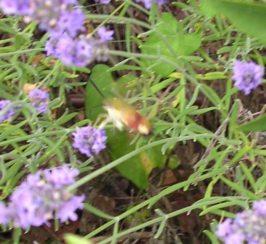 Hummingbird Hawkmoth
