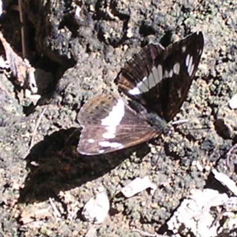 Rock Grayling