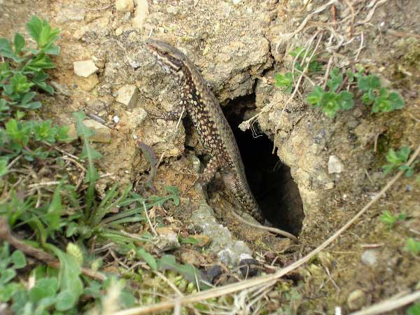 'Spotted' Wall Lizard