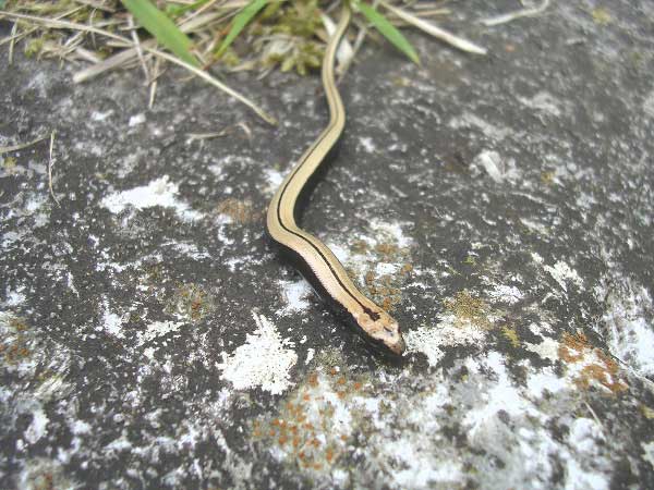 Slow Worm
