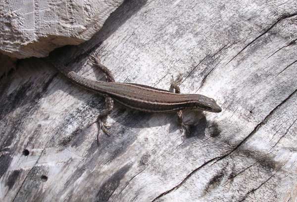 'Striped' Wall Lizard 