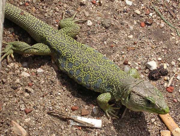 'Smoking' Eyed Lizard