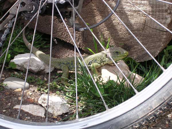 'Cycling' Eyed Lizard