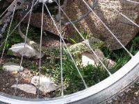 'Cycling' Eyed Lizard