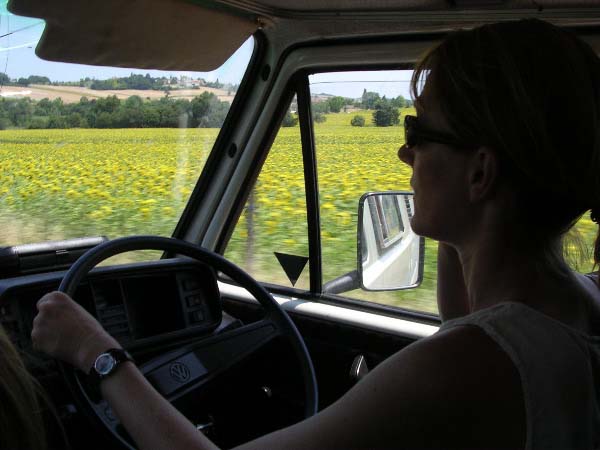 sunflowers everywhere - heading north